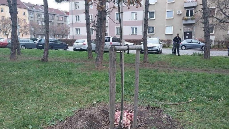 Foto: Městská policie Pardubice