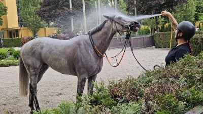 Pardubice s italským Meranem spojují koně, dostihy a dobré vztahy