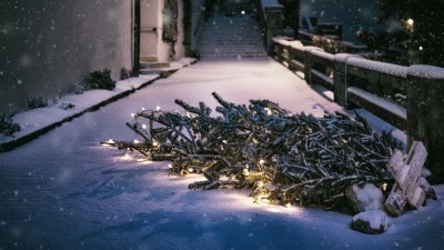 Kam s odstrojenými vánočními stromky? Na kompost nebo zvířátkům