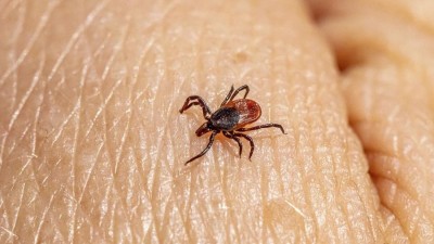 Jedno malé klíště může způsobit vážné zdravotní komplikace
