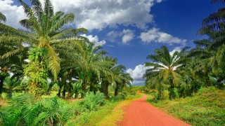 Palmová plantáž Kambodža foto zdroj Pixabay