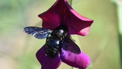 Na českých zahradách se objevuje obří černá včela. Létá hodně nahlas a je rychlá