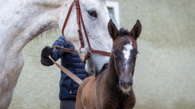 foto: Národní hřebčín Kladruby nad Labem