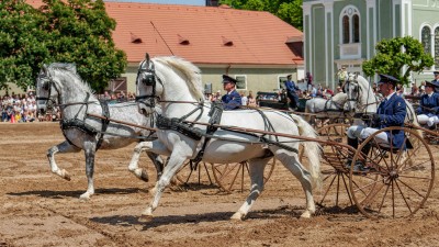 VIDEO: Podívejte se na krásu starokladrubských koní ve video sestřihu z šestého ročníku Dne starokladrubského koně