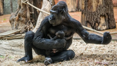 foto: Zoo Praha