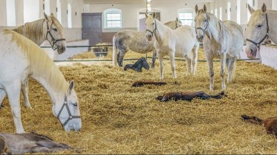 VIDEO: Ohlédnutí za rokem v Národním hřebčíně Kladruby nad Labem