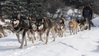 foto zdroj &Scaron;ediv&aacute;čkův Long