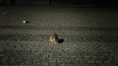 VIDEO: Pardubické hlavní nádraží se stalo domovem stovky potkanů