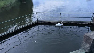Labutě s labutí uvízli na celý den v nádrži u hráze rybníku v Lázních Bohdaneč