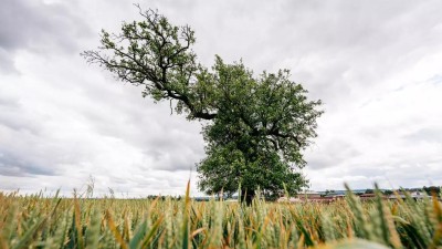 Osamělá hrušeň stojící uprostřed polí vyhrála anketu Strom roku 2023