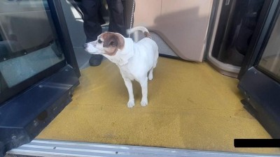 Psi cestovatelé: Dva přijeli do Pardubic vlakem, další naskočil do trolejbusu