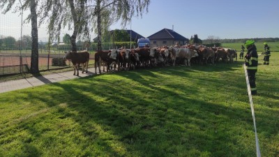 Krávy se vydaly na procházku, cestu domů jim pomohli najít přivolaní hasiči