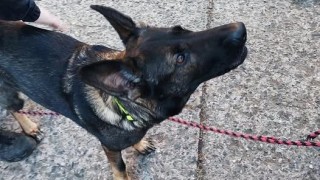 foto zdroj Městská policie Pardubice