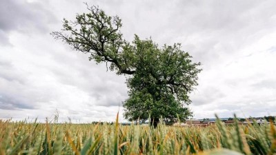Stane se osamělá hrušeň z Mrákotína Evropským stromem roku 2024