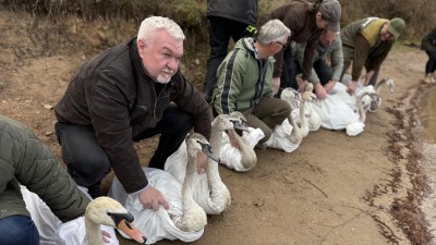 Uzdraven&eacute; labutě se vr&aacute;tily do př&iacute;rody