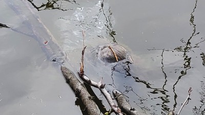 foto zdroj Městsk&aacute; policie Pardubice