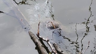 foto zdroj Městsk&aacute; policie Pardubice